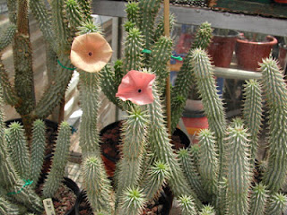 Hoodia Gordonii Hoodia+Gordonii-Natural-Appetite-Suppressant.jpg
